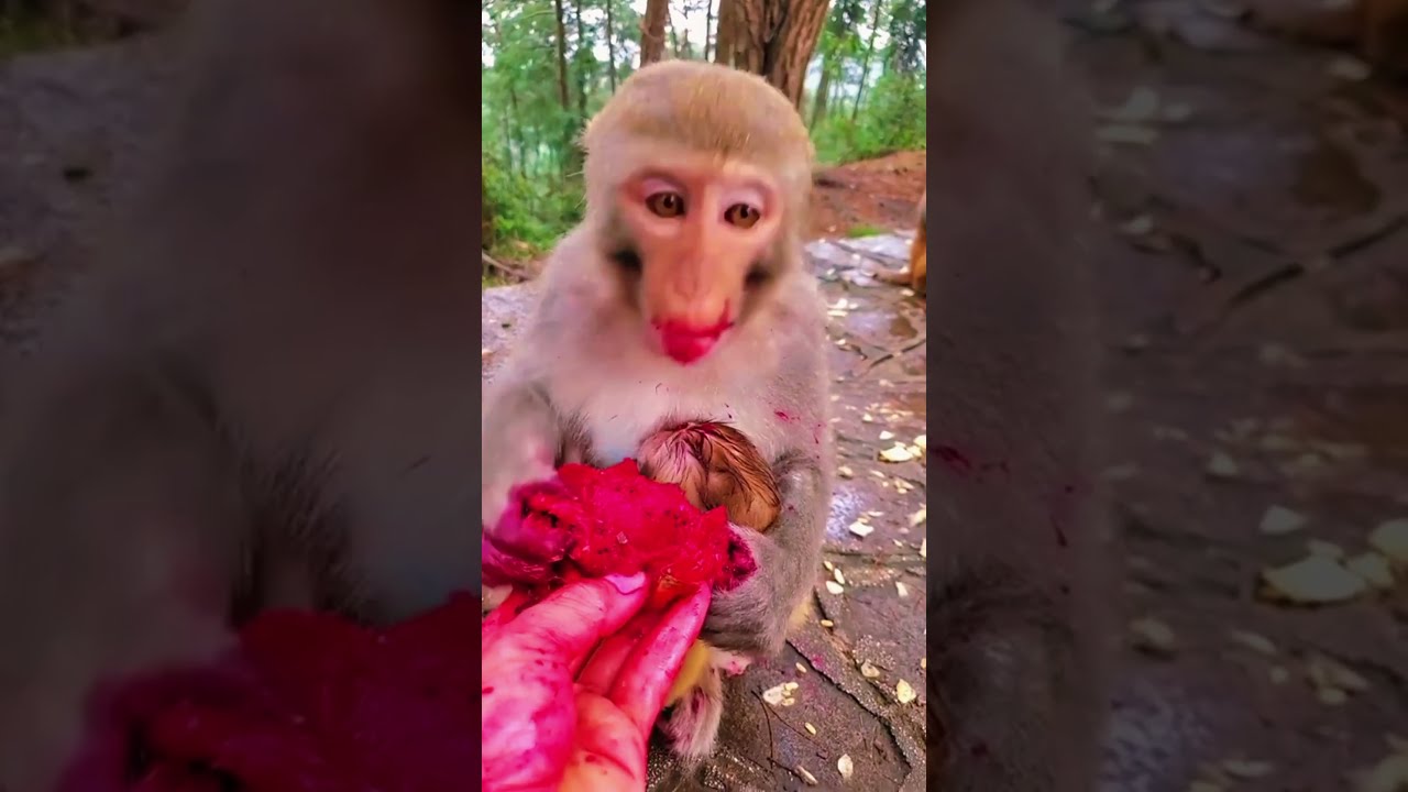 Monkey Short Video Very Nice Seen Funny Videos Viral Subscribe