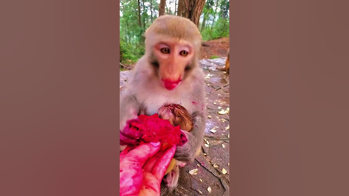 monkey short video monkey very nice seen monkey funny videos #viral #subscribe