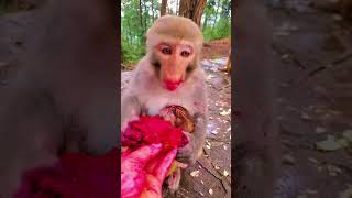 monkey short video monkey very nice seen monkey funny videos #viral #subscribe screenshot 2