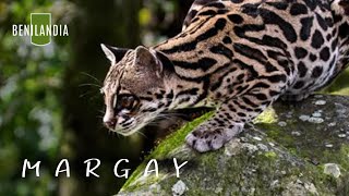 TIGRILLO/MARGAY Felinos de la Fauna Americana.