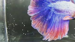 Antalya Beta Lıkya Beta Fınc Antalıa