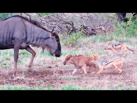 battle-between-jackals-&-wildebeest-mother-over-baby