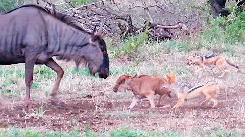Battle Between Jackals & Wildebeest Mother over Baby - DayDayNews