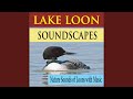 Common Loons Playing Tag on Golden Pond