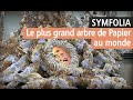 On a vu Symfolia, le plus grand arbre au monde s