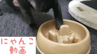 ダイソーの早食い防止皿が便利すぎ♪【猫の便利グッズ紹介】