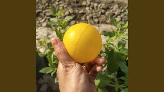 Download lagu Paman Datang Bawa Mangga Kampung