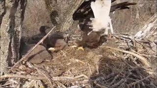 Decorah Eagles Mom Almost Blown Off Nest