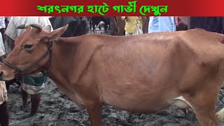 শরৎনগর গরু হাট ভাংগুড়া পাবনা gorur haat sorot nagar vangura pabna