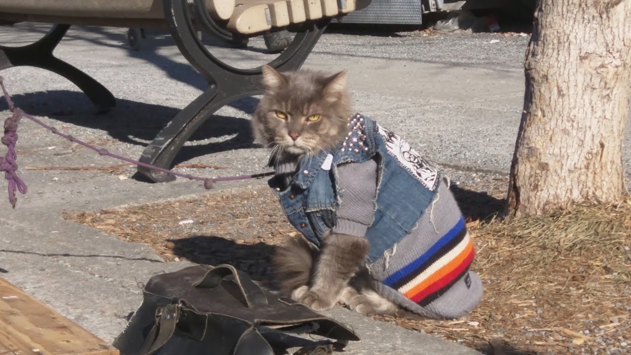 Serious Cat Wearing Jean Coat Suspicious of Dog 