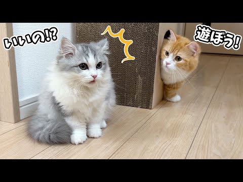 スコスコぽこ太郎&うま次郎〜猫ちゃんねる〜 - YouTube
