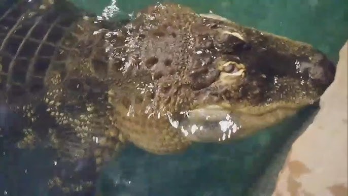 Would You Keep This 750 Pound Gator As Your Pet
