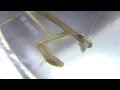 蚊の羽化を狙うカマキリの幼虫 Mantis eats Mosquito