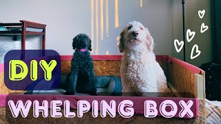 How to Build a DIY Whelping Box for Medium to Large Dogs (Goldendoodle Pregnancy)