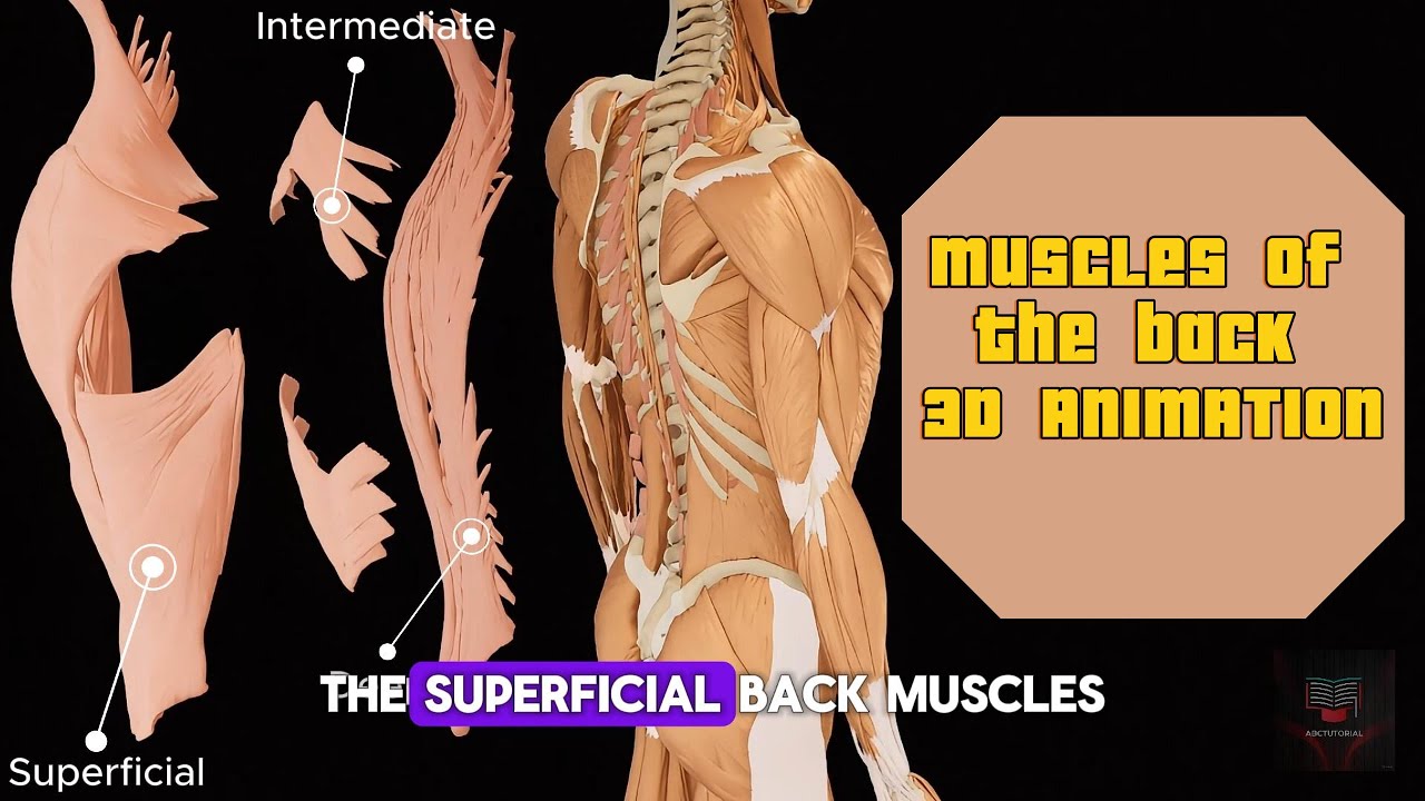 3D Anatomy of Back Muscles | Superficial, Intermediate & Deep Layers Explained.