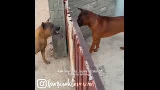 BARUAK TAMVAN - KOMPILASI DUBBING #55
