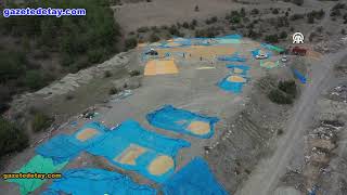 Pirinci Ile Ünlü Tosyada Çeltikler Geleneksel Yöntemlerle Kurutuluyor