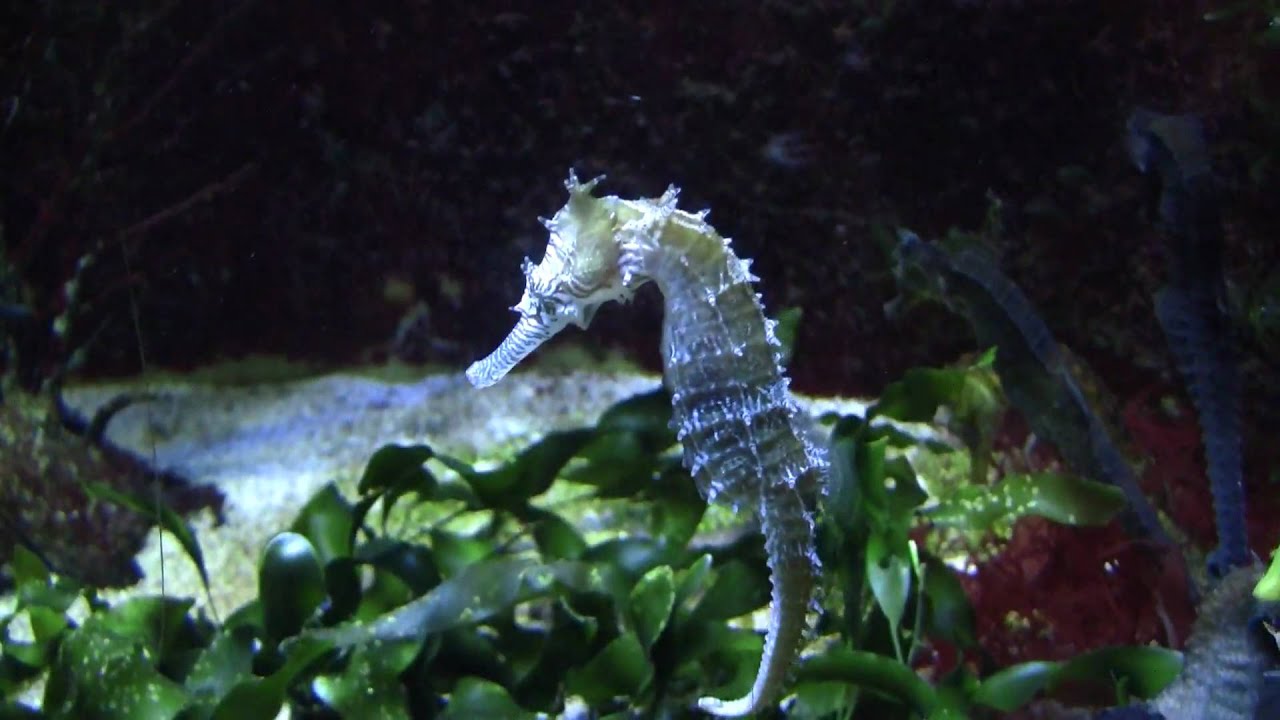 Barbour's Seahorse (Hippocampus barbouri) / Zebraschnauzen-Seepferdchen