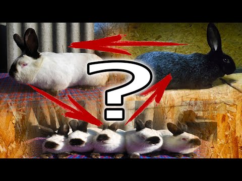 ПОМЕСЬ КРОЛИКОВ!  ПОЧЕМУ Я ТАК НЕ ДЕЛАЮ И ВАМ НЕ СОВЕТУЮ?