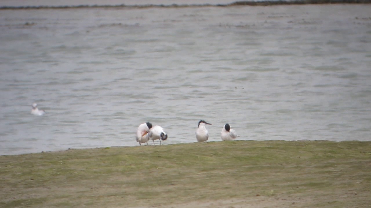 Elegant Tern, Church Norton 