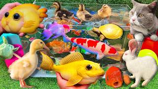 Bắt Cá Cảnh Dễ Thương, Con Cá Vàng, Cá RanChu, Cá Lau Kiếng, Cá Trê Bự, Ếch, Cá Rô, Cá Sấu Con, Koi