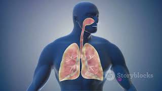 Journey Through The Human Body An Exploration Of Organ Systems