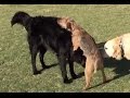 Small Dog Humps Bigger Dog's Head to 70's Porn Music