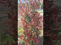 #Alev çalısi#Photinia#Süs bitkisi#Peyzaj#