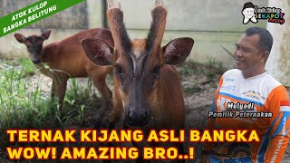 Download Lagu TERNAK KIJANG ASLI BANGKA Wow! Amazing Bro..!  || Atok Kulop SEKAPOT Ancop MP3