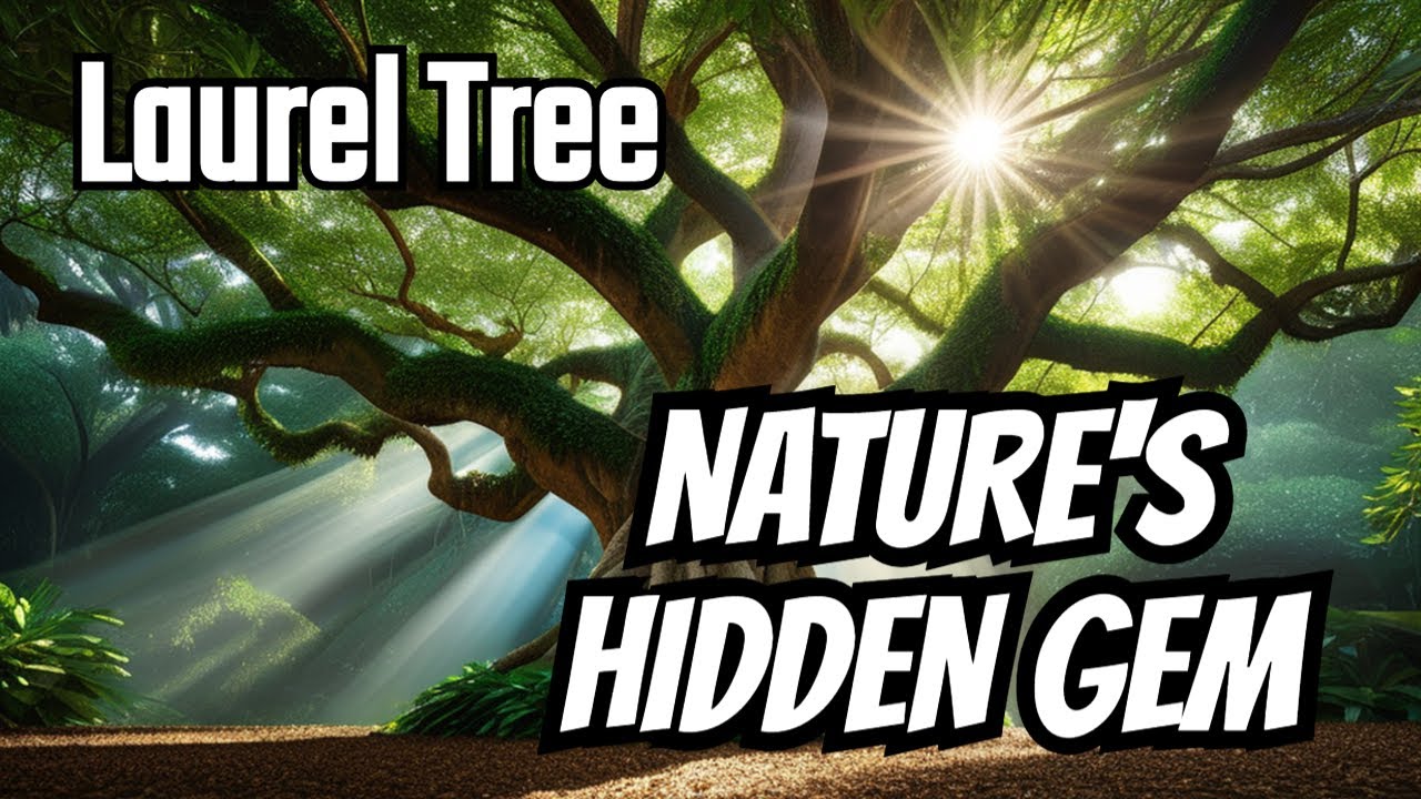 Indian Laurel Tree Explained: Uses, Benefits & Ecosystem Role | Nature’s Hidden Gem Revealed
