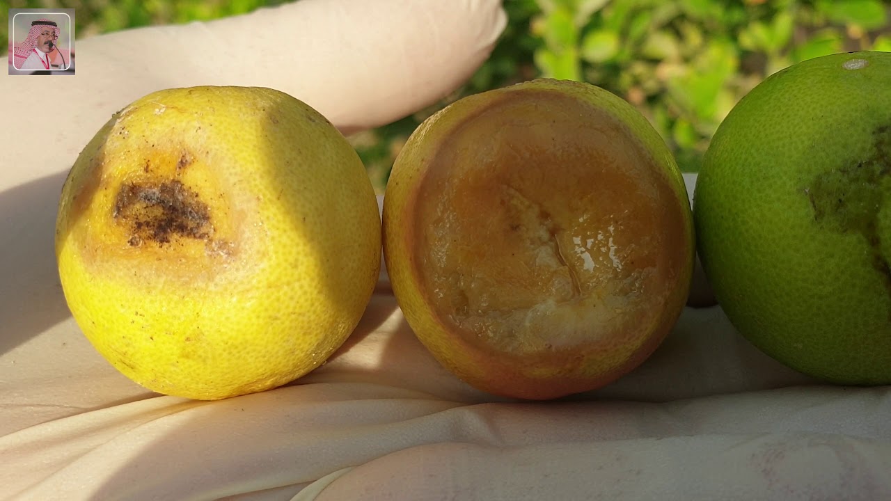 زيارة مزرعة مصابة بحشرة ذبابة الفاكهة 2