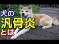 【愛犬のための知識】犬の汎骨炎とは【犬を知る】