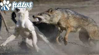 Lone wolf attacks a pack of dogs!!!