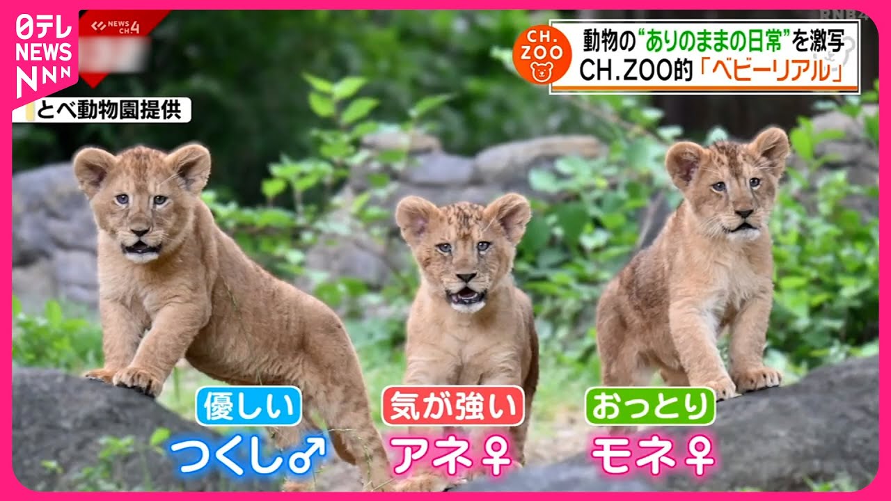 動物】赤ちゃんたちのリアルな日常を激写 愛媛 NNNセレクション - YouTube