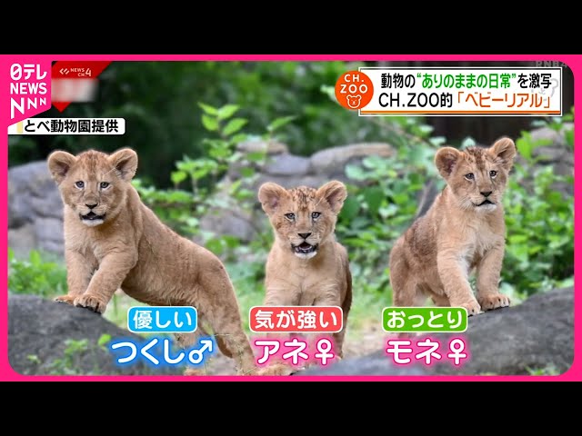 動物】赤ちゃんたちのリアルな日常を激写 愛媛 NNNセレクション - YouTube