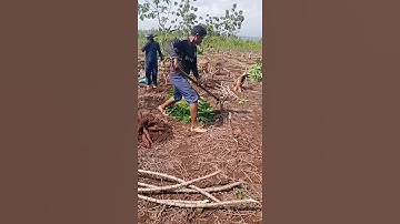 alat kreatif pencabut singkong