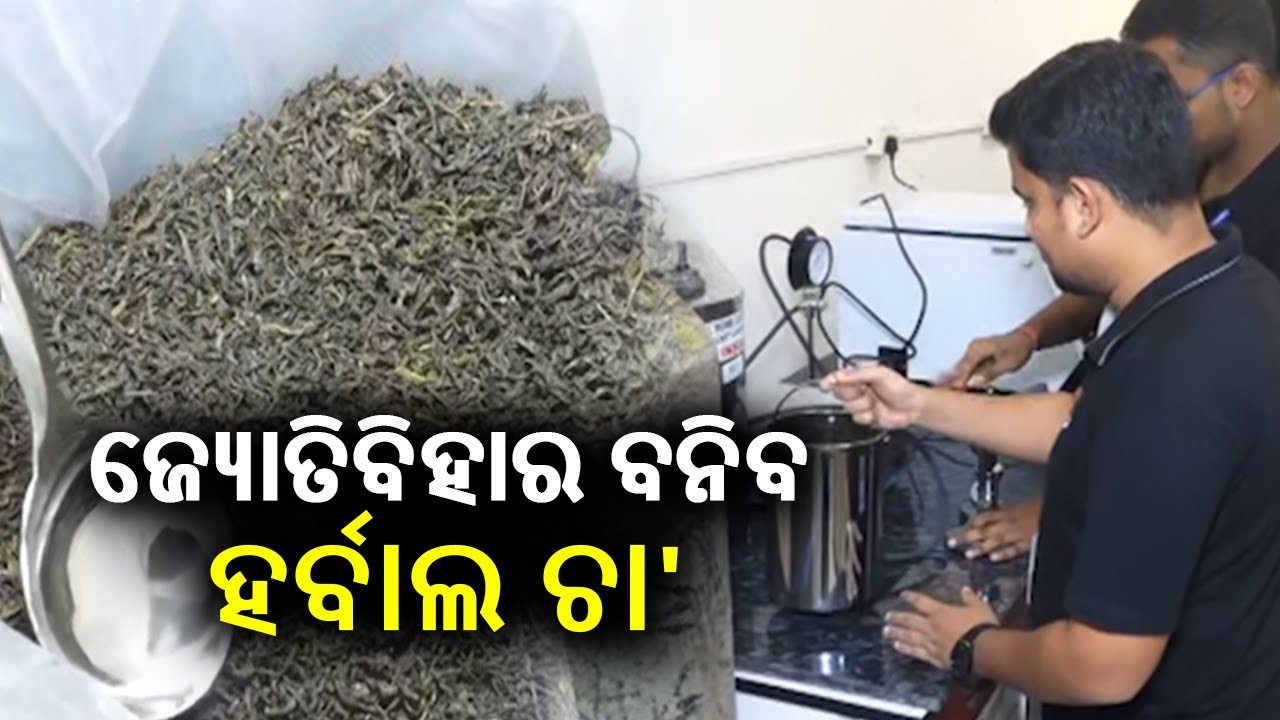 New herbal tea production at Sambalpur University || Kalinga TV