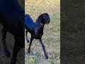funny goat beautiful goat baby #funny_goat #rajanpuri_goat #goat_baby