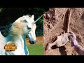 REAL UNICORN SKULL DISCOVERED - real or fake?