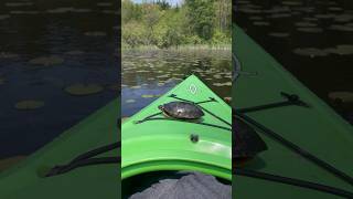What a pleasant painted turtle
