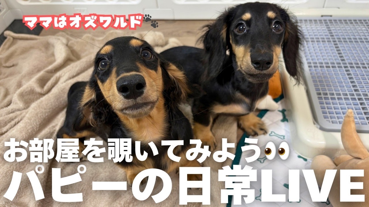 ダックスママ ダックスの子犬】現在ご家族募集中のパピーの部屋を垂れ流し配信