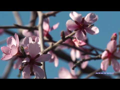 Баҳори нозанини Тоҷикистон