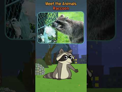 Why Do Raccoons Wear Masks? 🦝 | Meet the Animals | #shorts