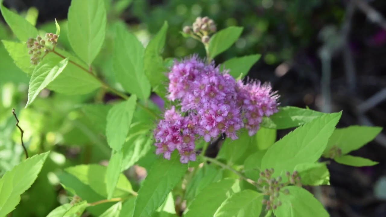 Color - An Experimental Film by Rachel Arnold