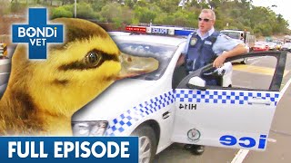 Duckling Carnage on Busy Highway!  | Best of Bondi Vet Ep 3 | Bondi Vet Full Episodes