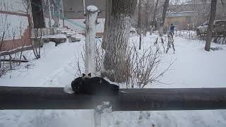 Караганда | кошка с котятами греется на трубе на Юго-Востоке Караганда | кошка с котятами греется на трубе на Юго-Востоке