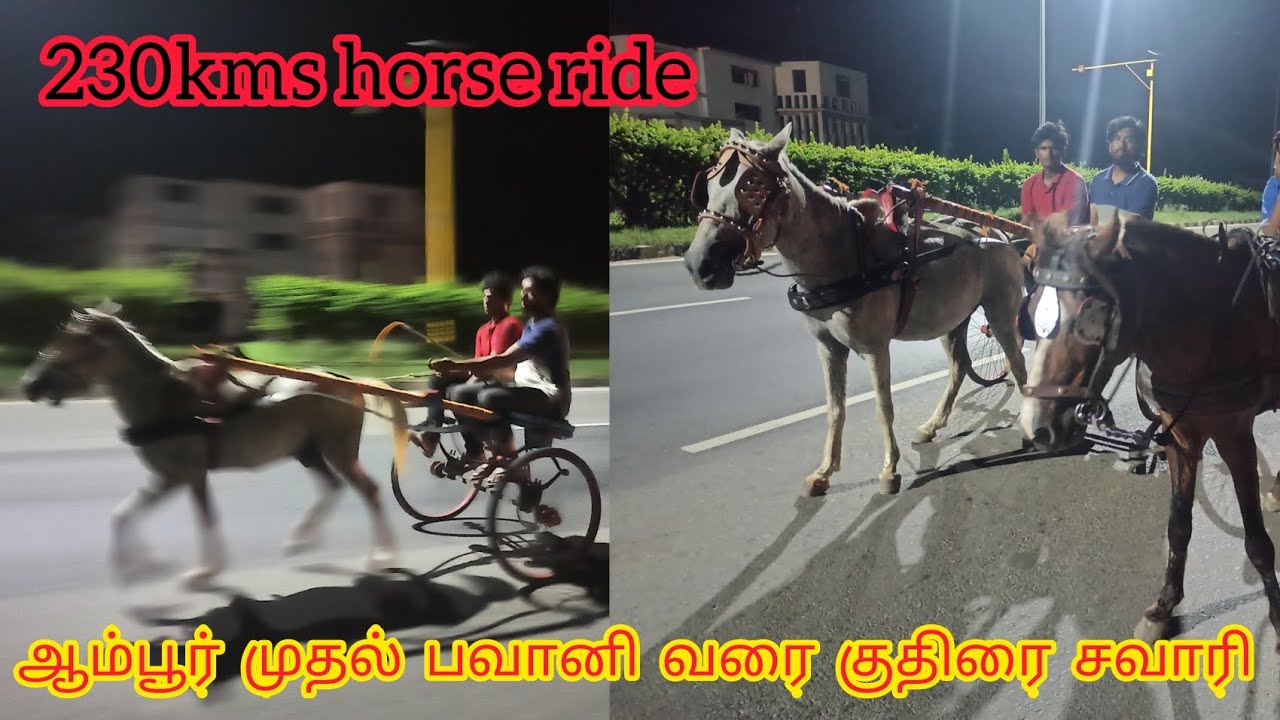 Native horse rekla ride ambur to bhavani | நாட்டு குதிரை சவாரி ஆம்பூரில் இருந்து பவானிக்கு