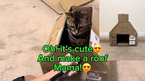 Video 6232431: bengal cat, cat enjoy playing