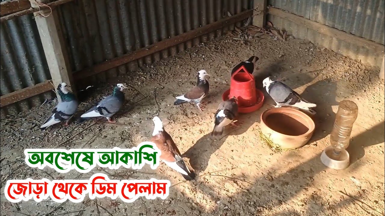 আলহামদুলিল্লাহ, অবশেষে আকাশি জোড়া থেকে ডিম পেলাম | Palash Pigeon Vlog