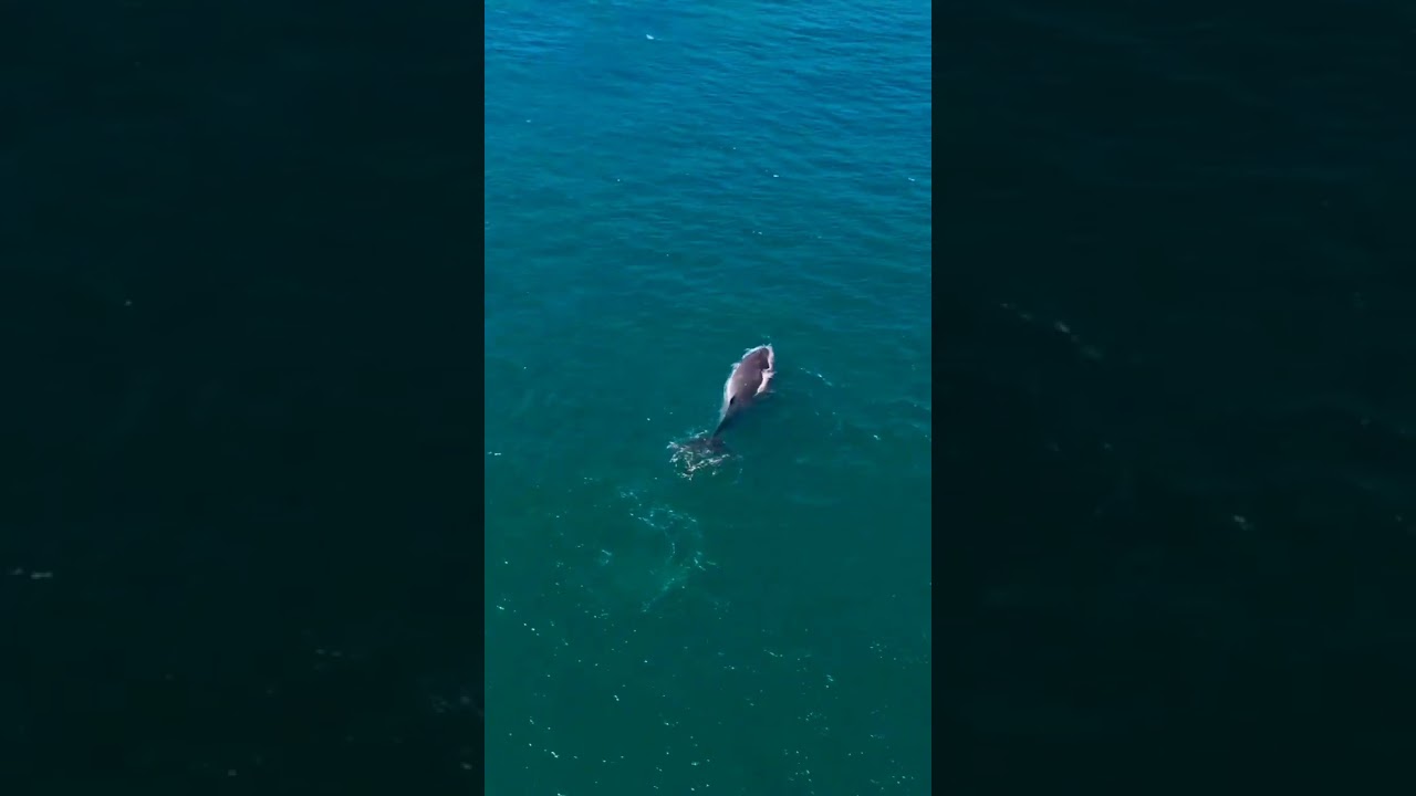 Paus di perairan Uluwatu yang terlihat nampak jelas kali ini 